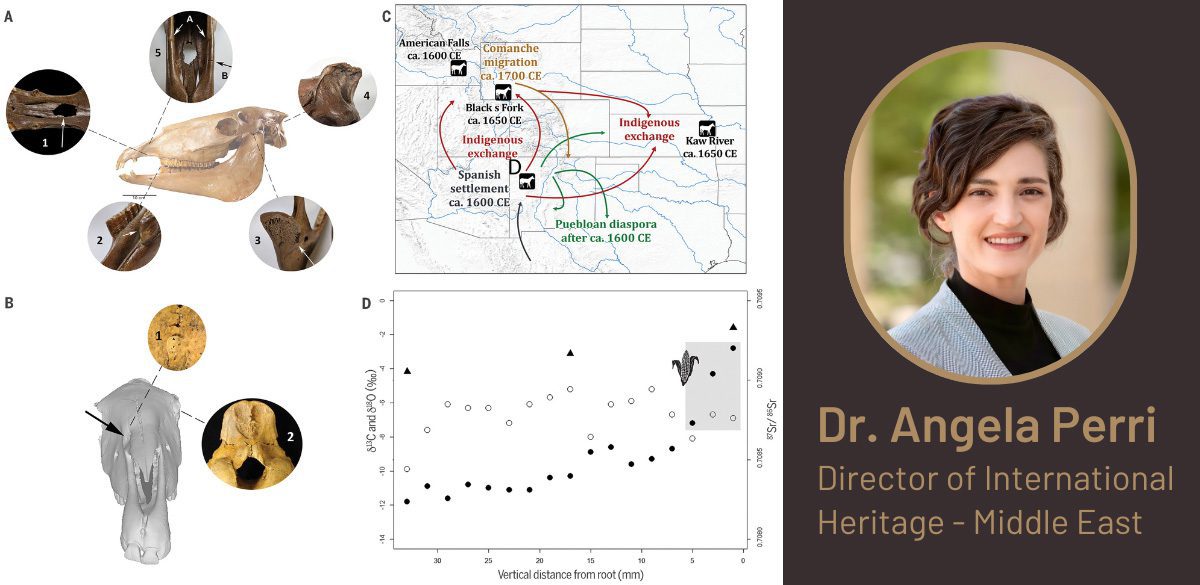 Dr. Anglea Perri - Director of International Heritage - Middle East and images relating to her paper on Early dispersal of domestic horses into the Great Plains and Northern Rockies