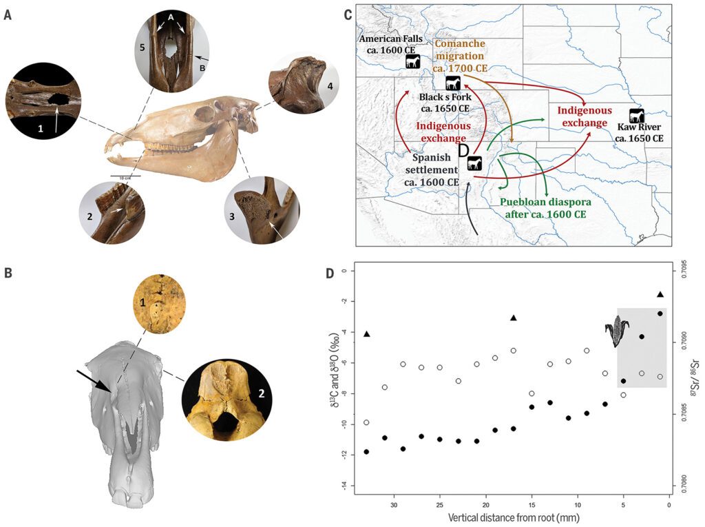 images relating to Dr. Anglea Perri's paper on Early dispersal of domestic horses into the Great Plains and Northern Rockies