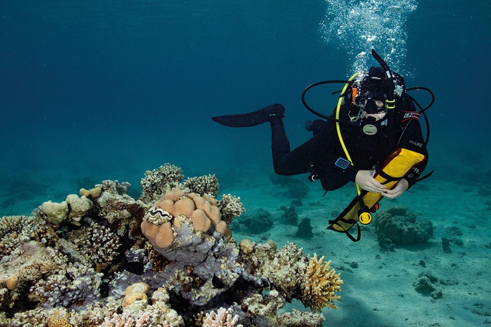 underwater diver and corals
