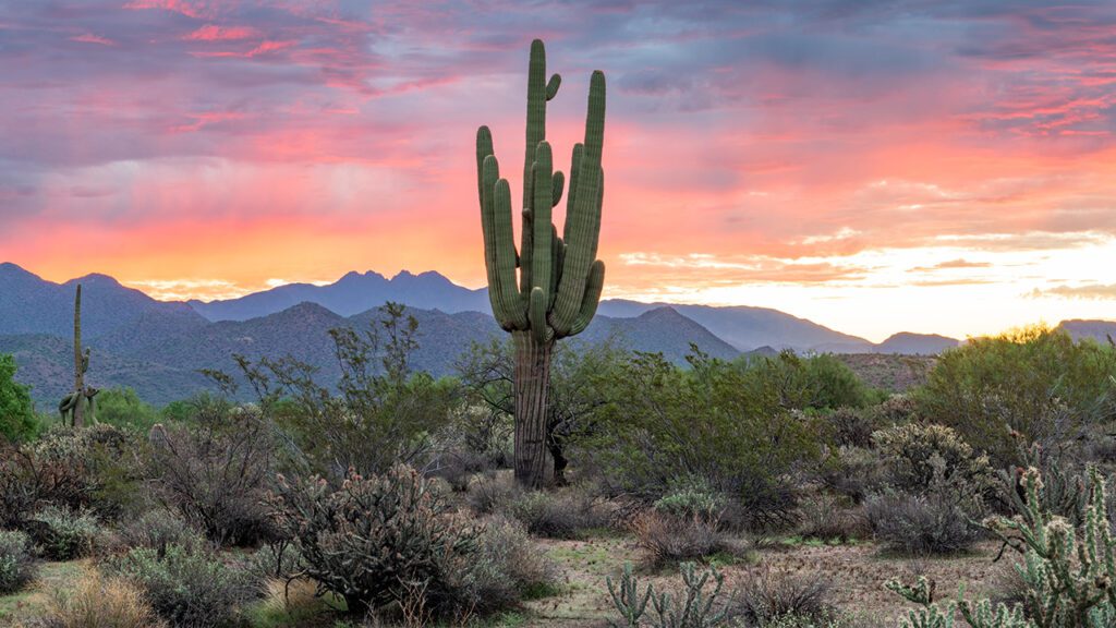 Tonto National Forest