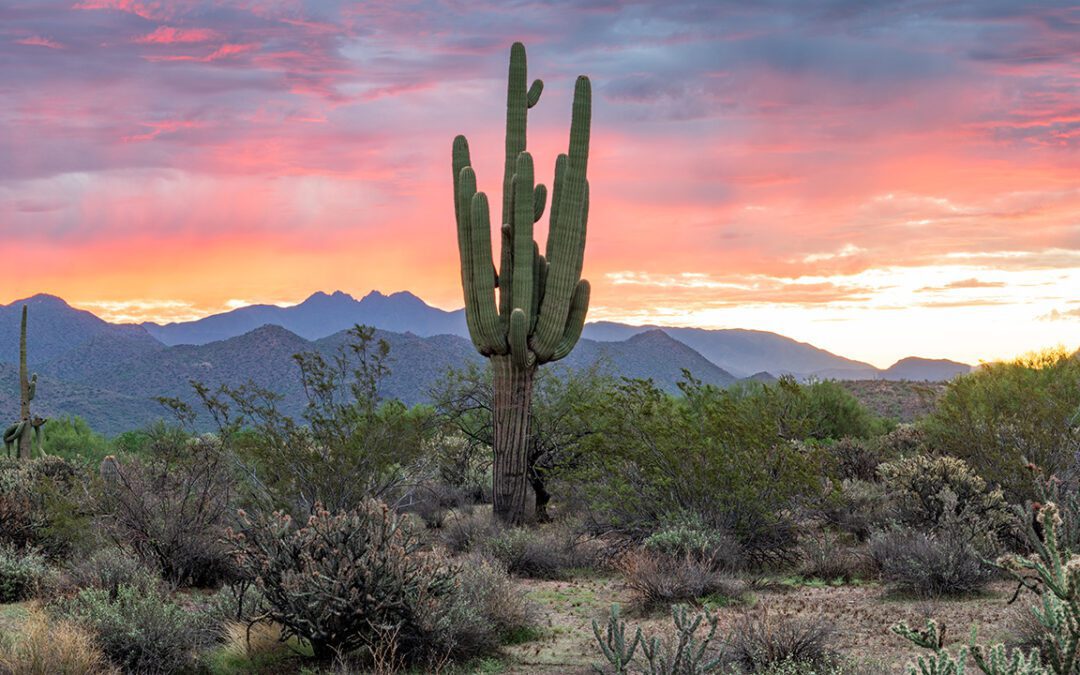 Class III Cultural Resource Survey for the West Verde RX Project within the Tonto National Forest