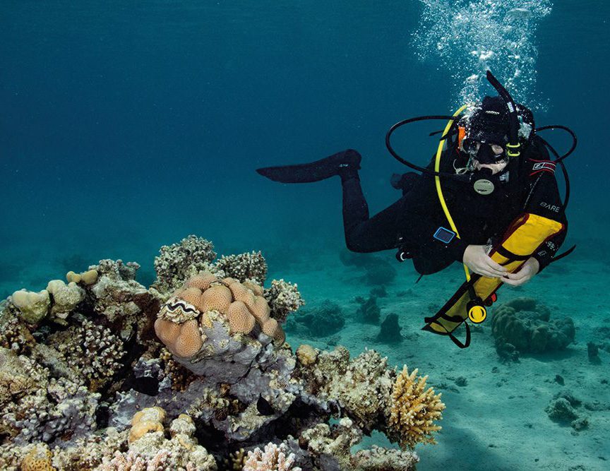 underwater diver and corals
